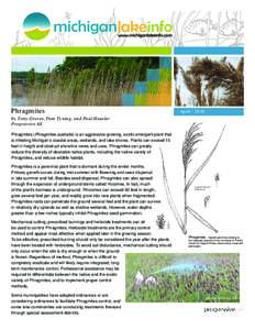 Phragmites  Aprilby Tony Groves, Pam Tyning, and Paul Hausler Progressive AE