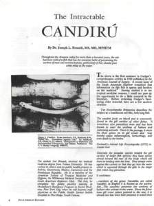 The Intractable  CANDIRU By Dr. Joseph L. Breault, MS, MD, MPHTM Throughout the Amazon valley for more than a hundred years, the tale has been told of a fish that has the uncanny habit of penetrating the