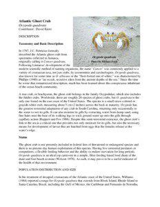 Atlantic Ghost Crab Ocypode quadrata Contributor: David Knott