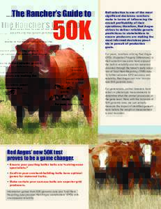 The Rancher’s Guide to  50K Bull selection is one of the most significant decisions ranchers