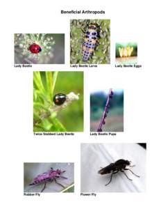 Beneficial Arthropods  Lady Beetle Lady Beetle Larva