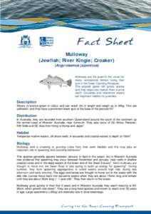 Fact Sheet Mulloway (Jewfish; River Kingie; Croaker) (Argyrosomus japonicus)  Mulloway are the jewel in the crown for