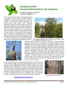 Eucalyptus pellita: Amazonia Reforestation’s red mahogany An e-book for tropical tree investors by Dexter B. Dombro, B.A., LL.B. One of the most popular tropical tree plantation species is Eucalyptus. There are more th