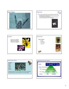 Taxonomy / Hemiptera / Insect / Phylogeny of insects / Pterygota / Neoptera / Mandible / Thrips / Megaloptera / Orders of insects / Phyla / Protostome