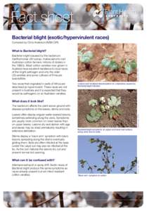 Fact sheet Bacterial blight (exotic/hypervirulent races) Compiled by Chris Anderson (NSW DPI) What is Bacterial blight?