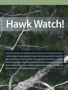 Hawk watch! By Chris Earley A hawk circling high in the sky always seems to bring a sense of wonder and awe to a human observer. Spring migration is a super time to get a good look at hawks and guess where the best place