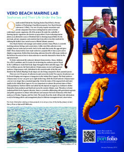Vero Beach Marine Lab Seahorses and Their Life Under the Sea
