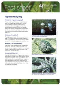 Fact sheet Papaya mealy bug What is the Papaya mealy bug? The bug is approximately 2.2 mm long and 1.4 mm wide. It is a yellow colour but is usually covered in a