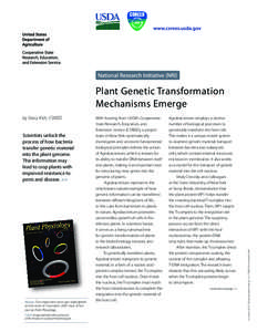 by Stacy Kish, CSREES  Scientists unlock the process of how bacteria transfer genetic material into the plant genome.