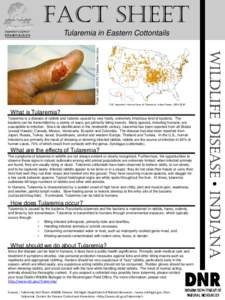 FACT SHEET  CDC: Reported Human Cases of Tularemia, United States, [removed]What is Tularemia? Tularemia is a disease of rabbits and rodents caused by very hardy, extremely infectious kind of bacteria. The