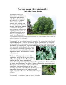 Microsoft Word - Norway Maple.doc