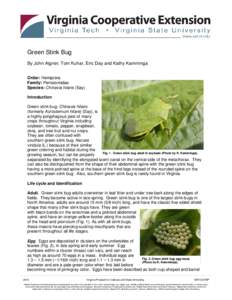 Green Stink Bug By John Aigner, Tom Kuhar, Eric Day and Kathy Kamminga Order: Hemiptera Family: Pentatomidae Species: Chinavia hilaris (Say) Introduction