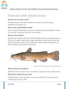 Indiana Division of Fish and Wildlife’s Animal Information Series  Flathead Catfish (Pylodictis olivaris) Do they have any other names? Flathead catfish are also called shovelhead cat, yellow cat, mud cat, goujan, appa
