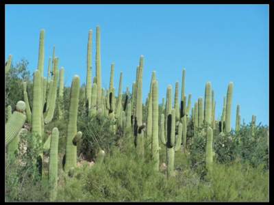 Urban Forest Sustainability  “Everywhere there is shade and plenty of it. The entire valley, from Mesa to Phoenix, is one solid mass of green … and the entire distance … can be driven under an almost unbroken arc