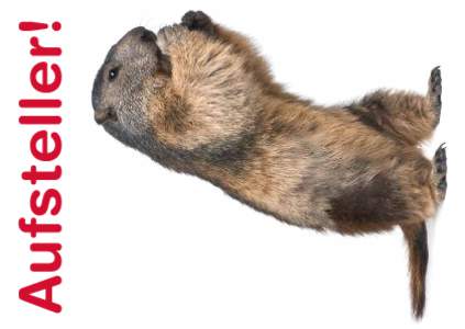 Alpine Marmot - Marmota marmota (4 years old)