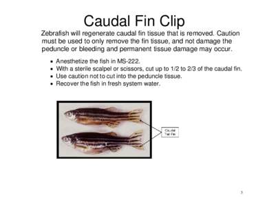 Caudal Fin Clip Zebrafish will regenerate caudal fin tissue that is removed. Caution must be used to only remove the fin tissue, and not damage the peduncle or bleeding and permanent tissue damage may occur. • •