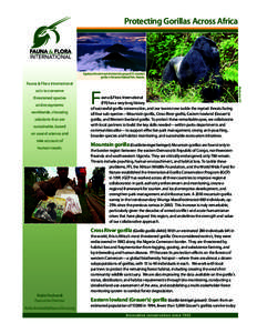 Protecting Gorillas Across Africa  Agashya is the dominant silverback of a group of 25 mountain gorillas in Volcanoes National Park, Rwanda.  Fauna & Flora International