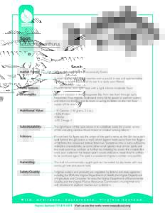 Spot croaker / Seafood / Fisheries / Spot / Panfish / Fish / Sciaenidae / Sport fish