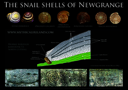 The snail shells of Newgrange Cepaea nemoralis Oxychilus cellarius  Oxychilus