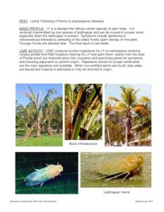 PEST: Lethal Yellowing of Palms (a phytoplasmal disease) BASIC PROFILE: LY is a disease that affects certain species of palm trees. It is vectored (transmitted) by one species of leafhopper and can be moved in nursery st