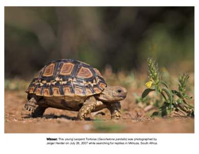 Winner: This young Leopard Tortoise (Geochelone pardalis) was photographed by Jelger Herder on July 28, 2007 while searching for reptiles in Mkhuze, South Africa. March 2011 Sun