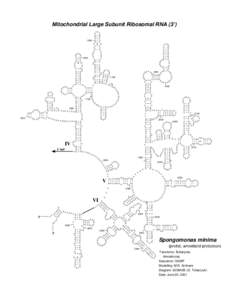 Mitochondrial Large Subunit Ribosomal RNA (3’)  1500 UU A