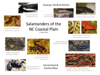 Four-toed salamander / Eurycea / Desmognathus / Mole salamander / Pseudotriton / Lungless salamanders / Herpetology / Woodland salamander