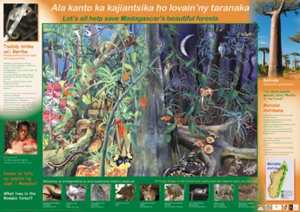 Ala kanto ka kajiantsika ho lovain’ny taranaka © Nick Garbutt Let’s all help save Madagascar’s beautiful forests  Tsididy bitika