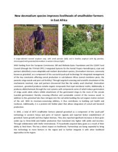 New desmodium species improves livelihoods of smallholder farmers in East Africa A striga-infested stunted sorghum crop, with small panicles (left), and a healthy sorghum with big panicles, intercropped with greenleaf de