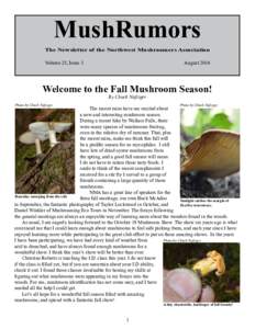 The death cap, Amanita phalloides, from button stage to full sized fruiting body.