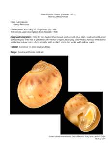 Microsoft Word - Mollusc Annelida Cnidaria Porifera Chordata.doc