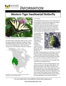 INFORMATION No. 025 Western Tiger Swallowtail Butterfly of 3-4 inches. These butterflies always seem to be in motion and can