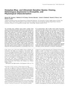 The Journal of Neuroscience, April 1, 1998, 18(7):2412–2422  Honeybee Blue- and Ultraviolet-Sensitive Opsins: Cloning, Heterologous Expression in Drosophila, and Physiological Characterization Steven M. Townson,1 Belin