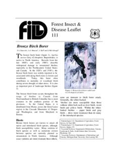 Forest Insect & Disease Leaflet 111 Bronze Birch Borer S.A. Katovich1, A.S. Munson2, J. Ball3 and D. McCullough 4