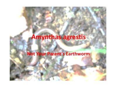 Amynthas agrestis Not Your Parent’s Earthworm Facts • •