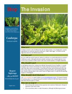 Green algae / Caulerpa / Acanthuridae / Bryopsis / Codium / Algae / Caulerpaceae / Seaweeds