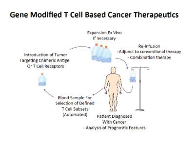 The Derivation of T Cells For Adoptive Therapy Affects In Vivo Fate  TCM Naïve T cell