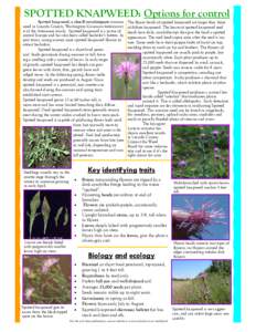 Diffuse knapweed / Agroecology / Larinus minutus / Sustainable agriculture / Urophora affinis / Centaurea maculosa / Centaurea / Larinus / Noxious weed / Invasive plant species / Curculionidae / Agriculture