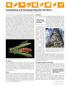 Emerald ash borer / Imidacloprid / Fraxinus americana / Fraxinus / Ash Borer / Tree / Ash / Bark / Arborist / Flora of the United States / Medicinal plants / Buprestidae