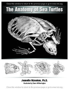 Skeletal Anatomy - The Anatomy of Sea Turtles by Jeanette Wyneken