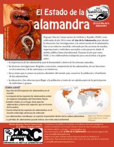 El Estado de la  Salamandra oriental de espalda roja, Plethodon cinereus. © Daniel Hocking  alamandra