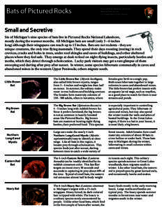 Bats of Pictured Rocks  Pictured Rocks National Lakeshore National Park Service U.S. Department of the Interior
