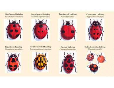 Nine-Spotted Ladybug Coccinella novemnotata Seven-Spotted Ladybug Coccinella septempunctata