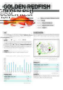 Fisheries management / Golden redfish / Rose fish / Fishery / Fishing / Iceland / Fish / Sebastidae / Fisheries science