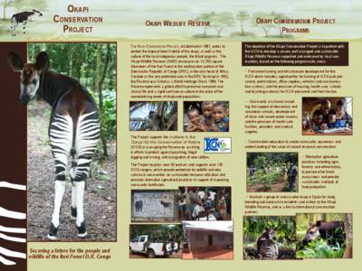 Geography / Tropical and subtropical moist broadleaf forests / Ituri Rainforest / Ituri Interim Administration / Democratic Republic of the Congo / Corneille Ewango / Africa / Giraffes / Okapi