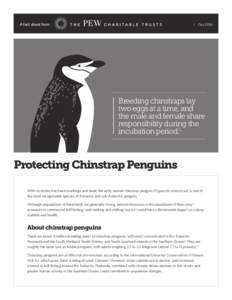 A fact sheet from  Oct 2014 Breeding chinstraps lay two eggs at a time, and