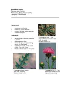 Plumeless thistle Carduus acanthoides Asteraceae, the sunflower family Category: Containment  Background: