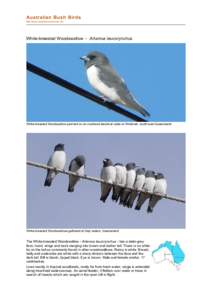 Birds of Australia / Fauna of Australia / Artamidae / Woodswallow / Fiji Woodswallow / White-browed Woodswallow / Artamus / Birds of Western Australia / Fauna of Asia