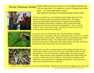 Pacific Madrone Health  Pacific madrone (Arbutus menziesii) is a broadleaf evergreen tree with red scaly bark. It is subject to a variety of diseases and insect pests. For more information, consult http://students.washin