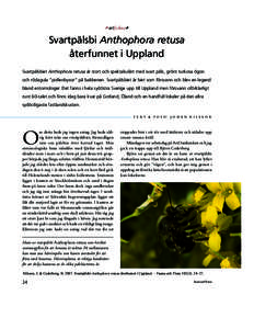 •  • artfokus•• Svartpälsbi Anthophora retusa återfunnet i Uppland